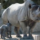 Nashorn-Nachwuchs im Krefelder Zoo -3-