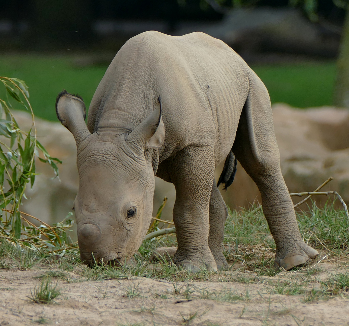 Nashorn-Nachwuchs im Krefelder Zoo