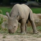 Nashorn-Nachwuchs im Krefelder Zoo