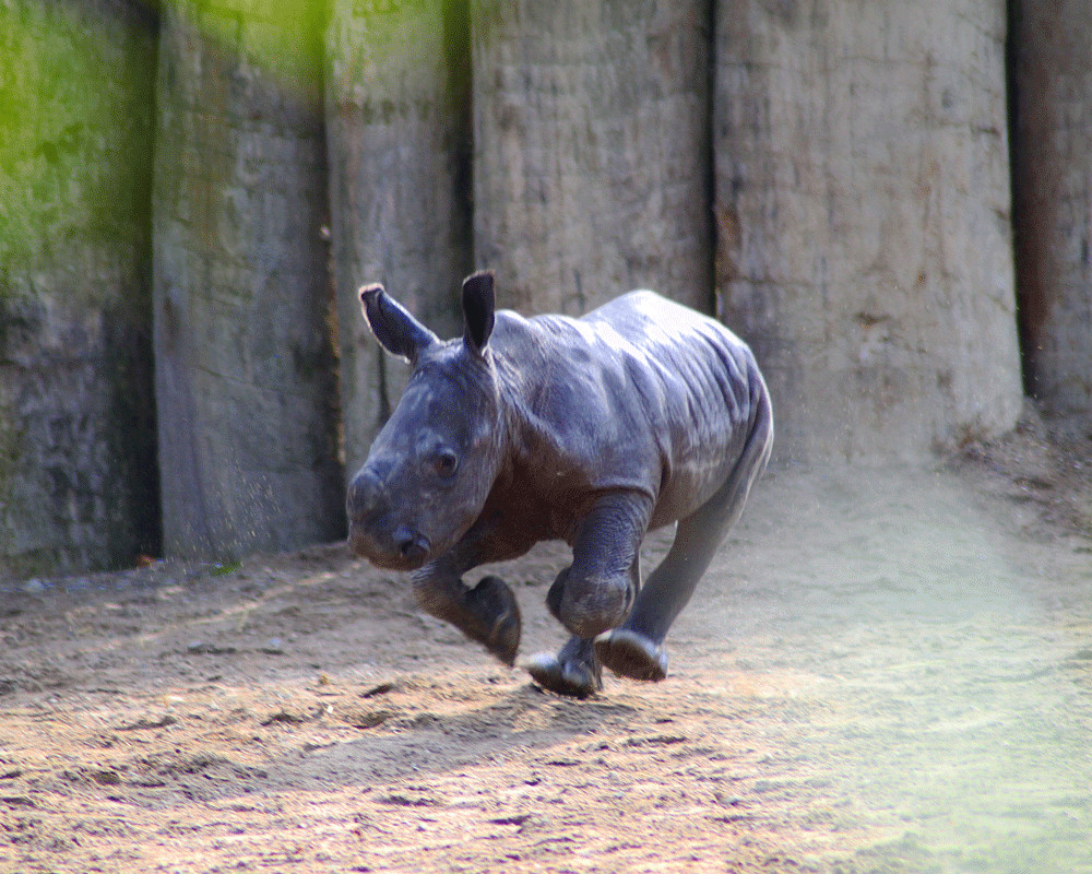 Nashorn-Nachwuchs in action