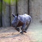 Nashorn-Nachwuchs in action