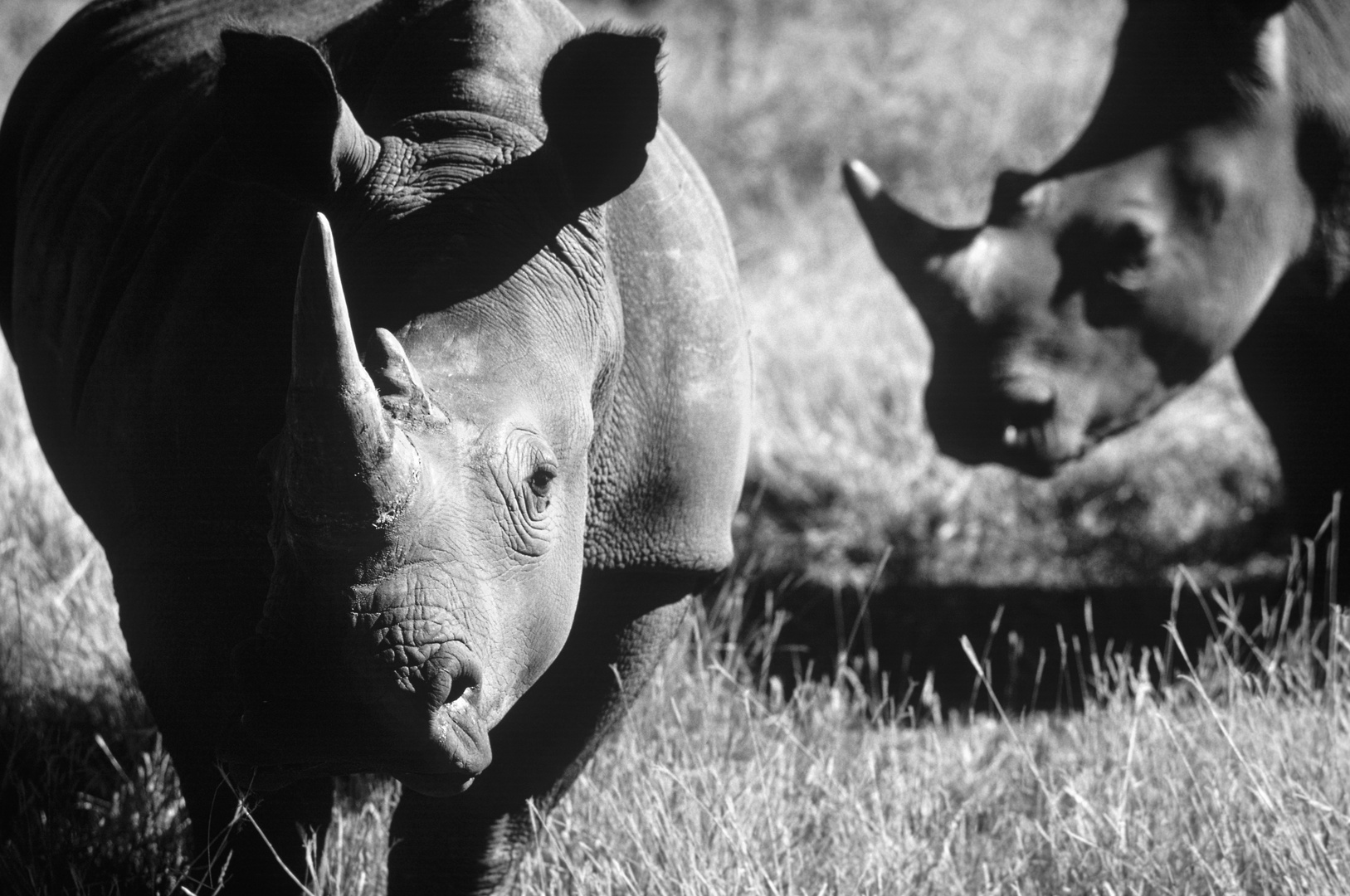 Nashorn, Namibia