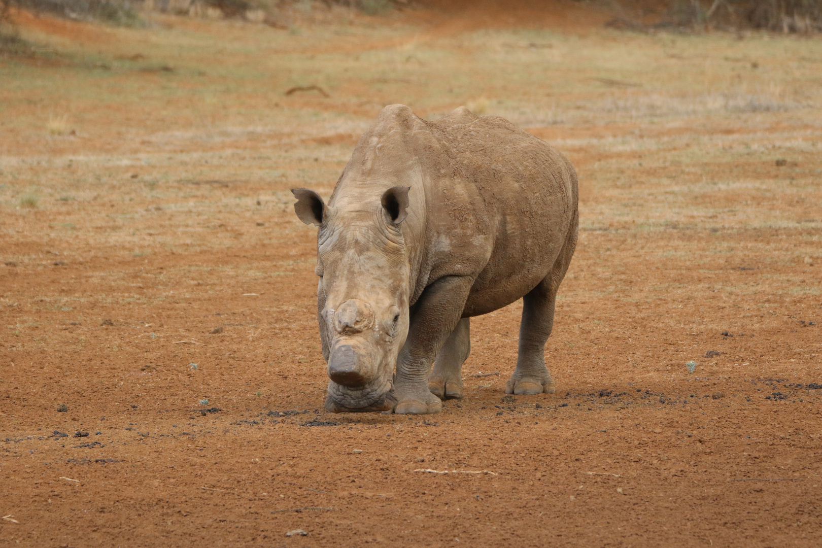 Nashorn ohne Horn