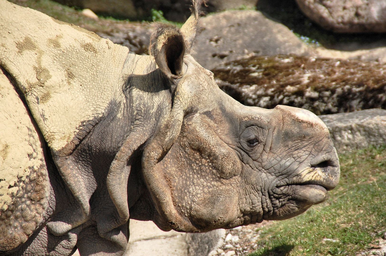 nashorn ohne horn