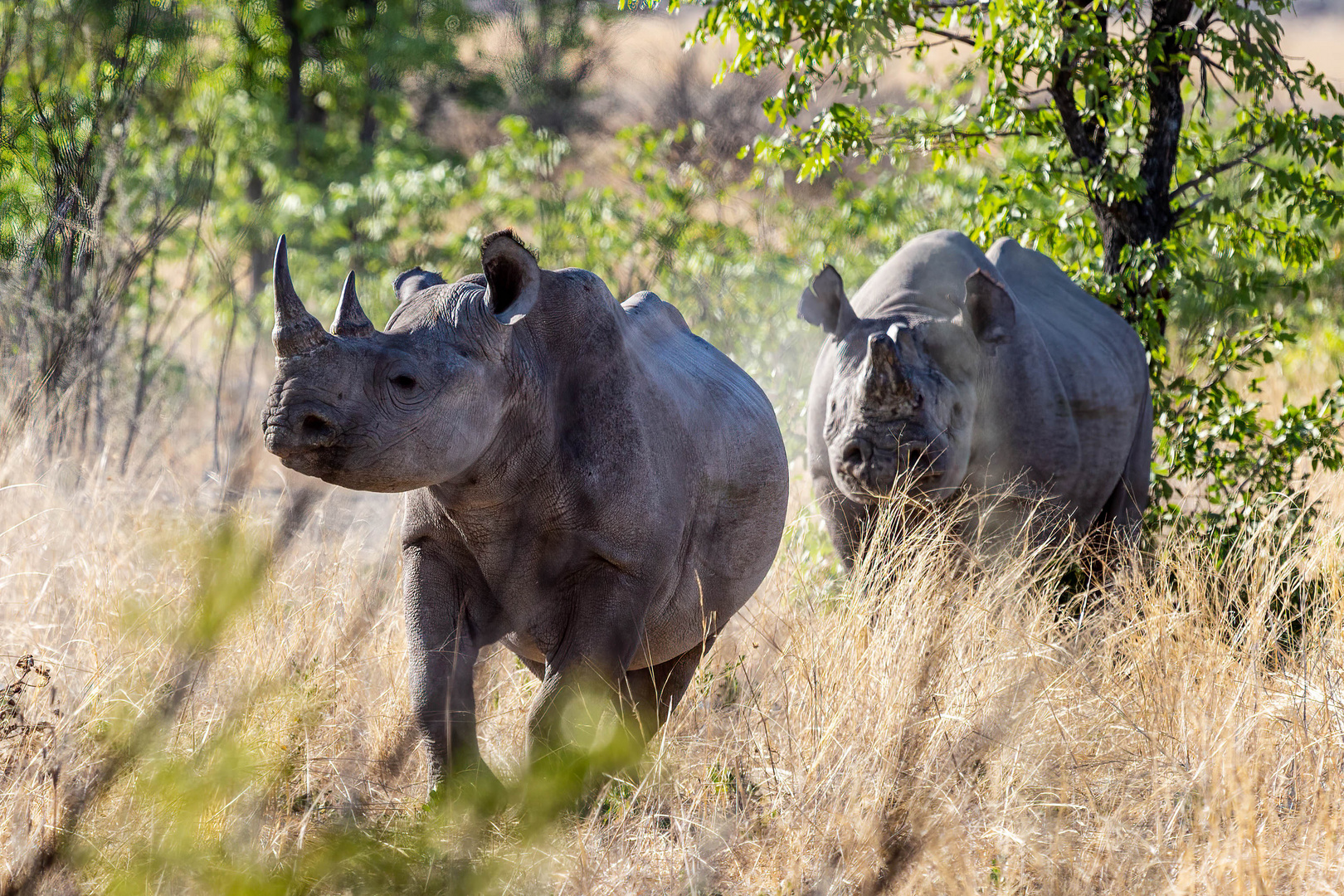 Nashorn Pärchen Foto & Bild | namibia 2017, natur, namibia Bilder auf