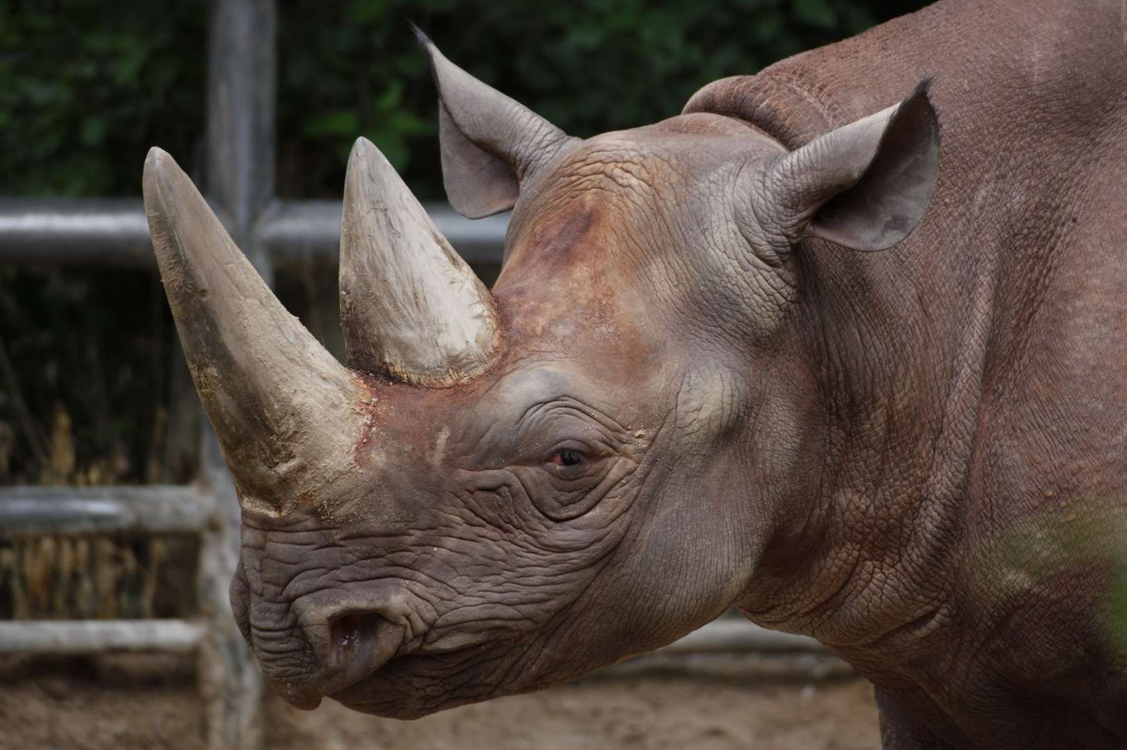 Nashorn-Portrait