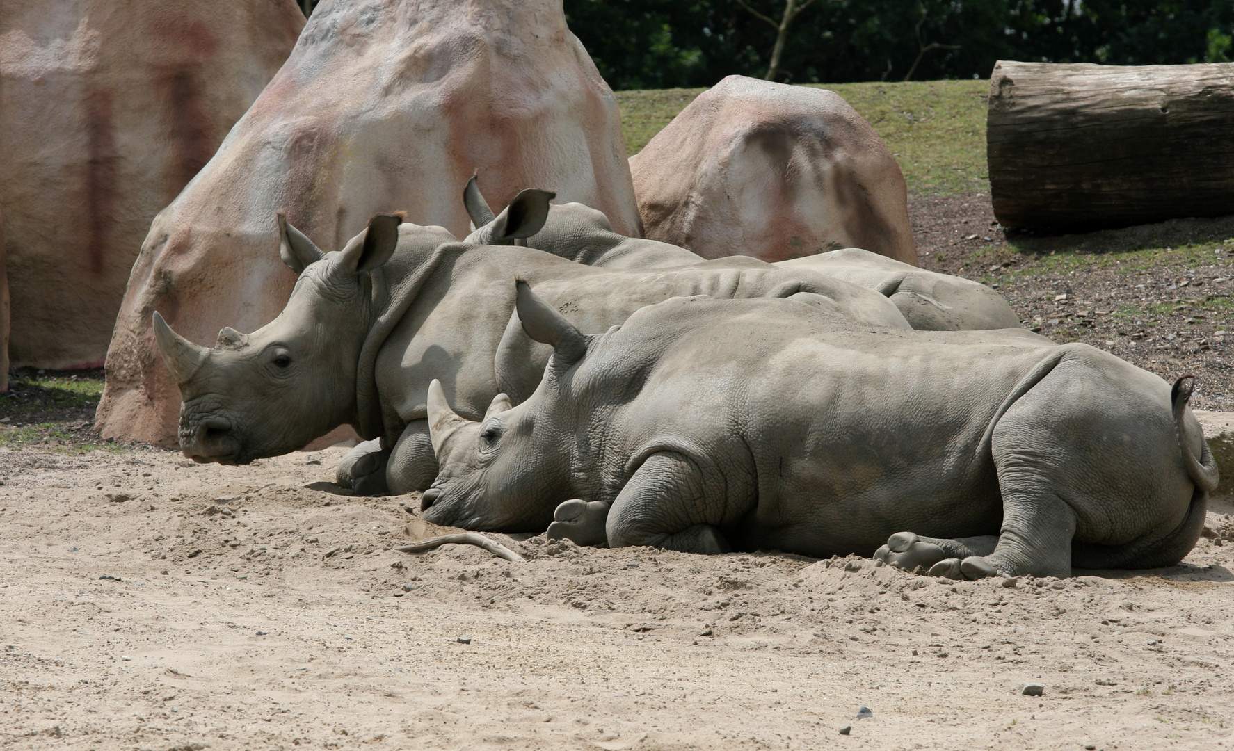 Nashorn Trio