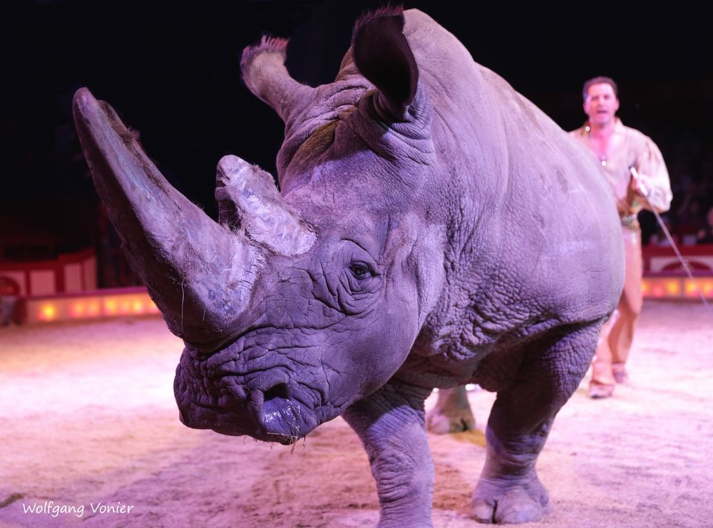 Nashorn Tsavo von Circus Krone