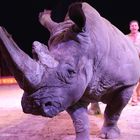 Nashorn Tsavo von Circus Krone