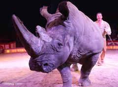 Nashorn Tsavo von Circus Krone