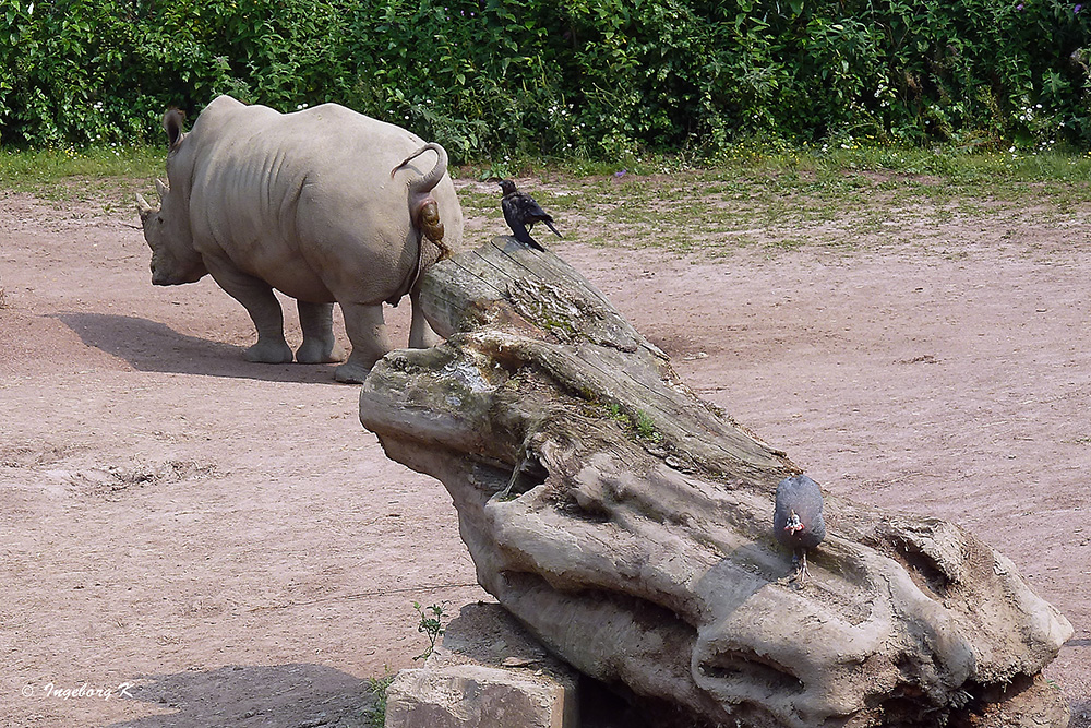 Nashorn und Krähe - worauf wartet sie wohl?