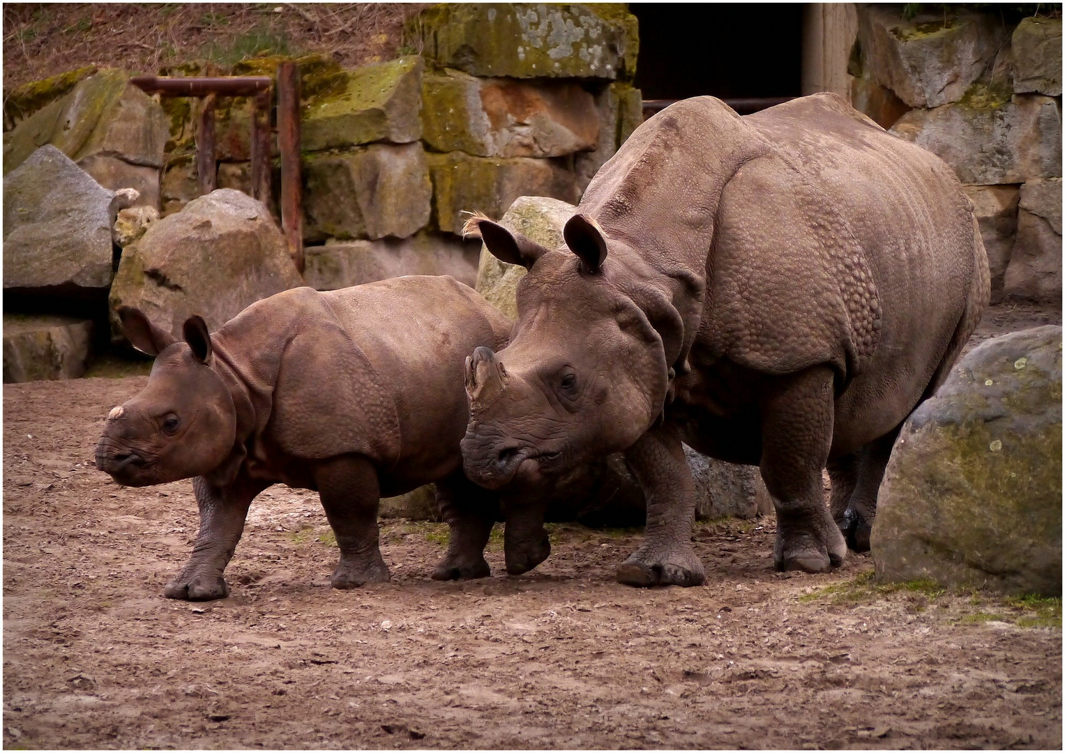 Nashorn und Nashörnchen...