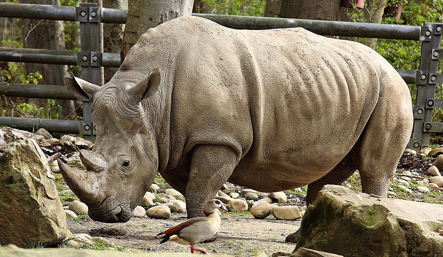 Nashorn und Nilgans