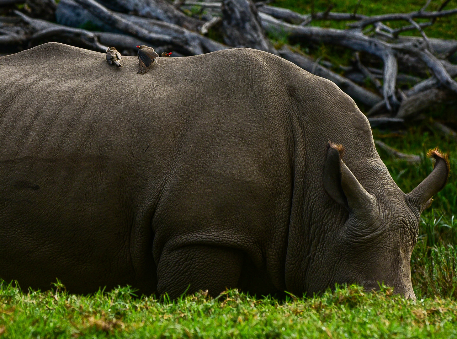 Nashorn und Rotschnabel-Madenhacker....DSC_4522-4