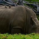 Nashorn und Rotschnabel-Madenhacker....DSC_4522-4