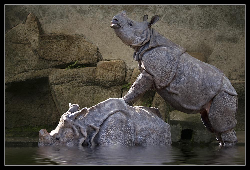 Nashorn unter Wasser