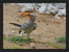 Nashorn ... Vogel