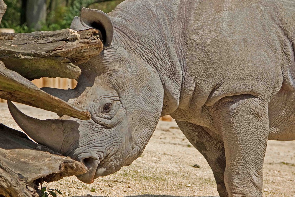 Nashorn vs. Baumstamm