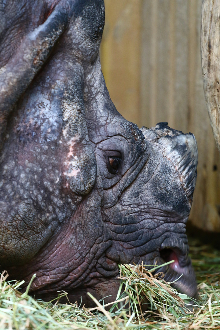 Nashorn Wilhelma Stuttgart