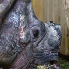 Nashorn Wilhelma Stuttgart