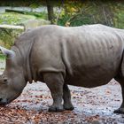 Nashorn Zoo Dortmund (I)