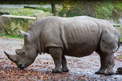 Nashorn Zoo Dortmund (I)