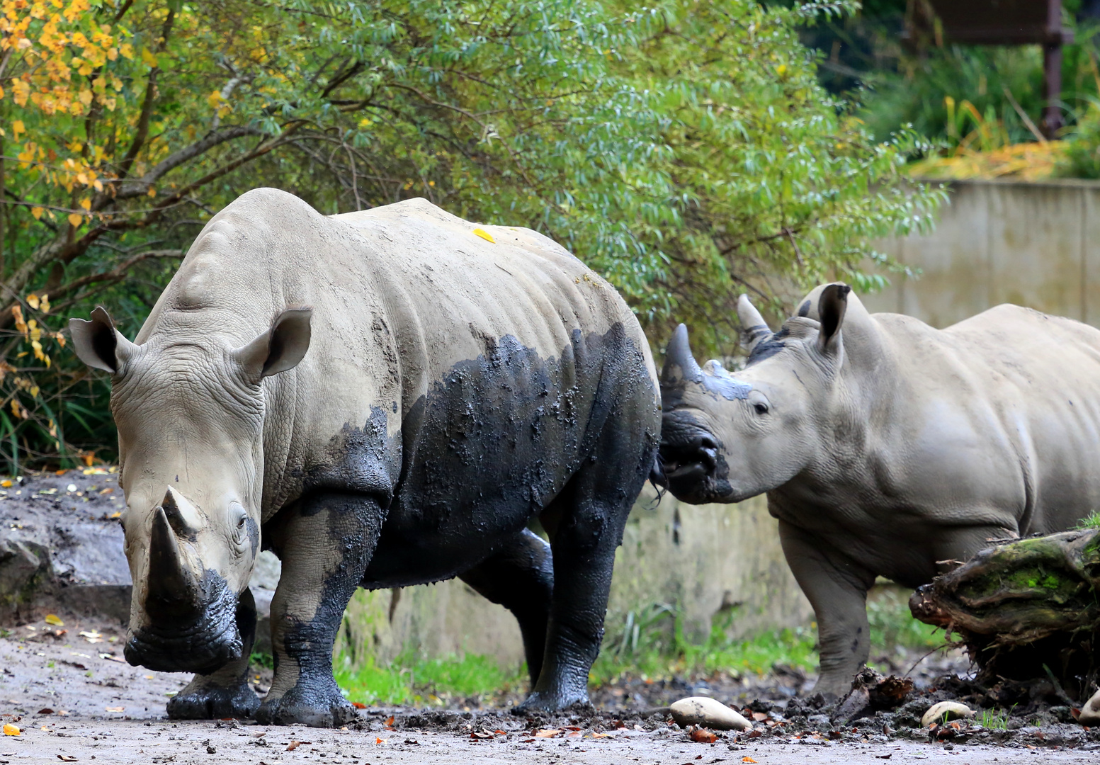 Nashorn Zoo Dortmund (II) Foto & Bild | tiere, zoo ...