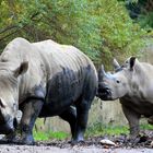 Nashorn Zoo Dortmund (II)