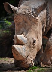 Nashorn - Zoo Erfurt