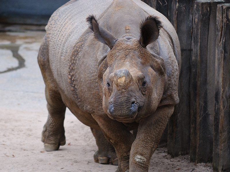 Nashorn Zoo Stuttgart