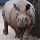 Nashorn Zoo Stuttgart