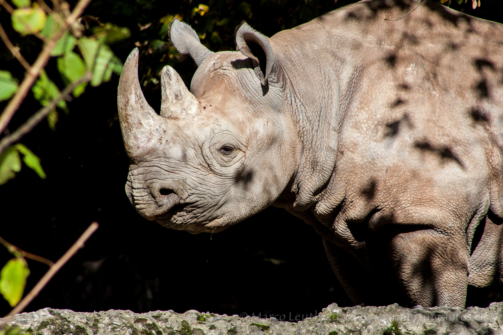 Nashorn @ Zooh Zürich