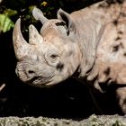 Nashorn @ Zooh Zürich