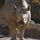 Nashorn (Zürcher Zoo)