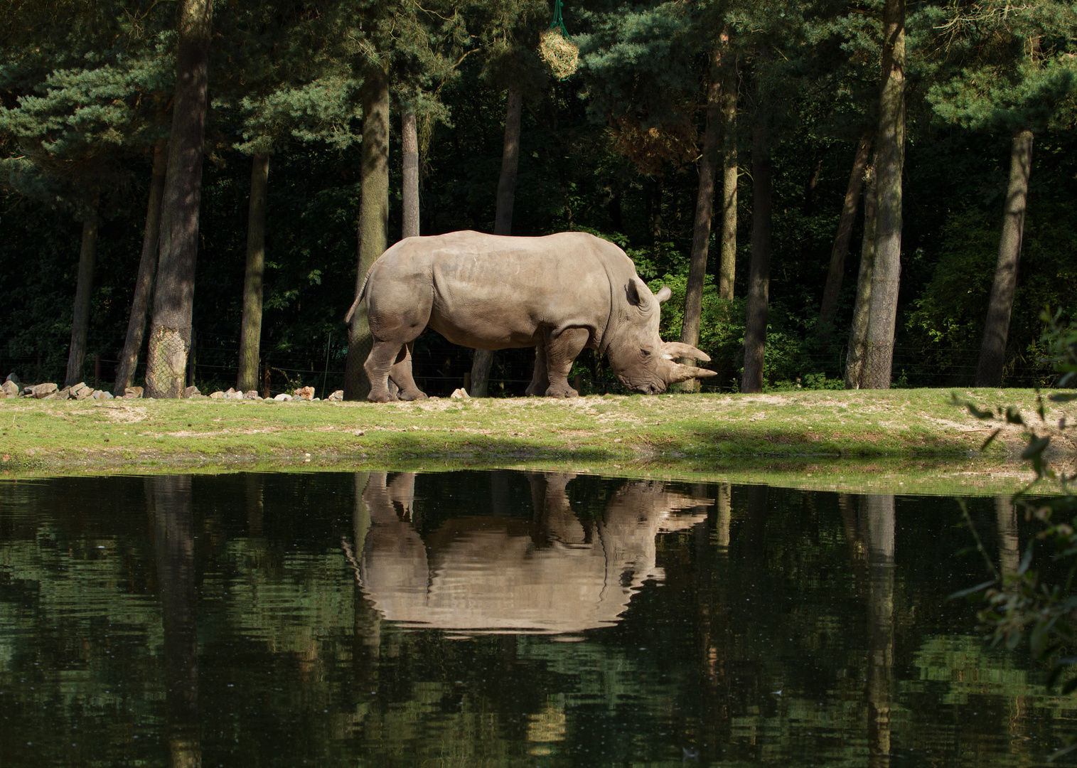 Nashorn zweimal