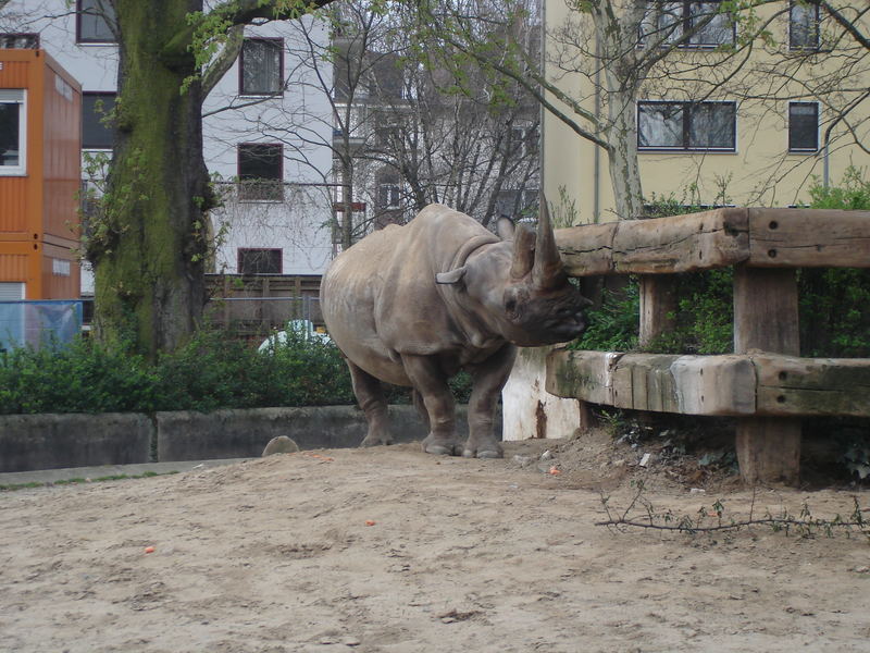 Nashorn2