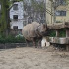 Nashorn2