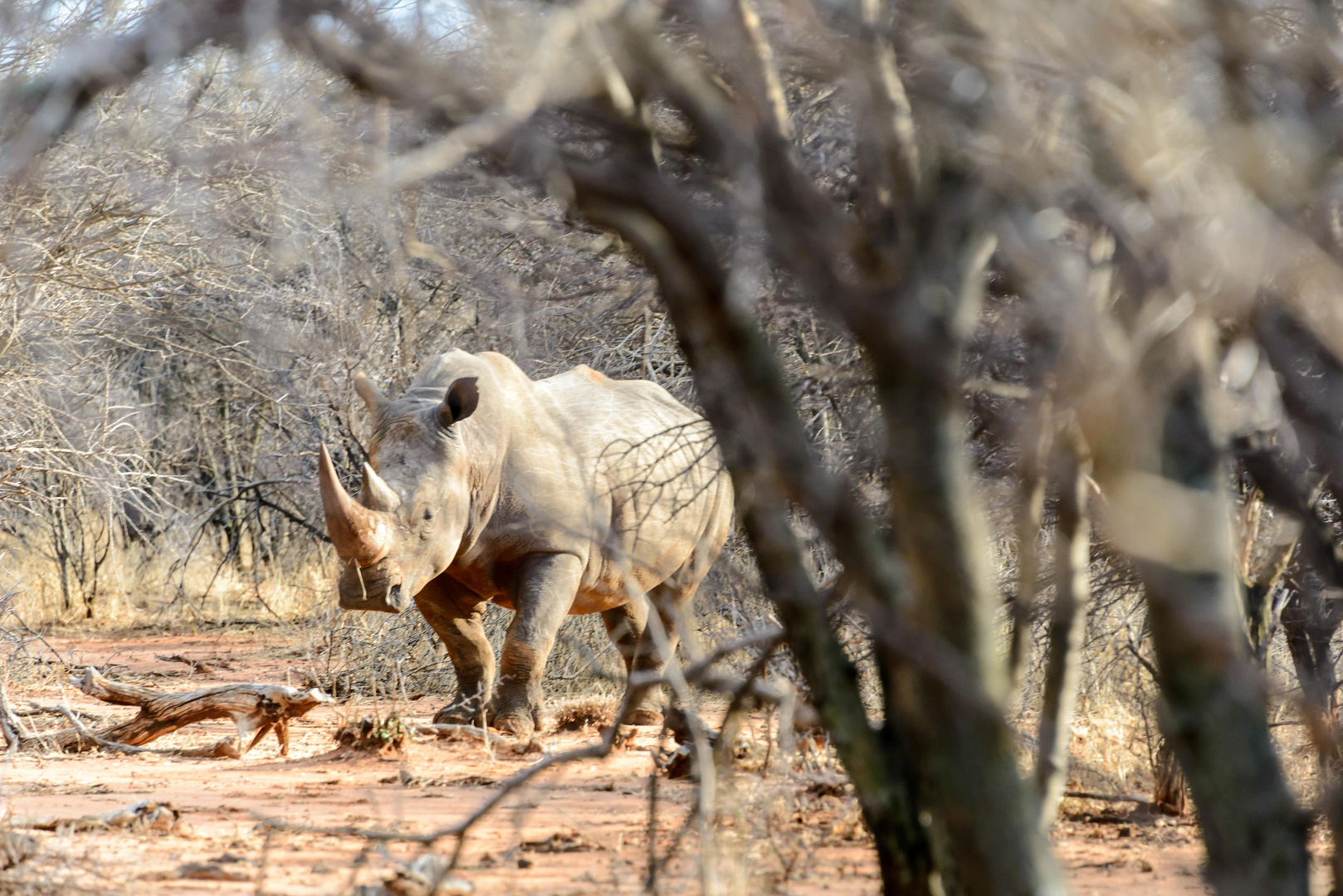 Nashorn2