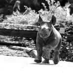 Nashornbaby im Krefelder Zoo