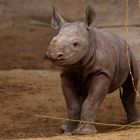 Nashornbaby im Magdeburger Zoo