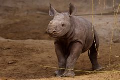 Nashornbaby im Magdeburger Zoo