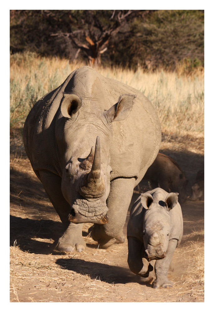 Nashornbaby - Namibia 2009