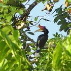 Nashornbill