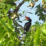 Nashornbill