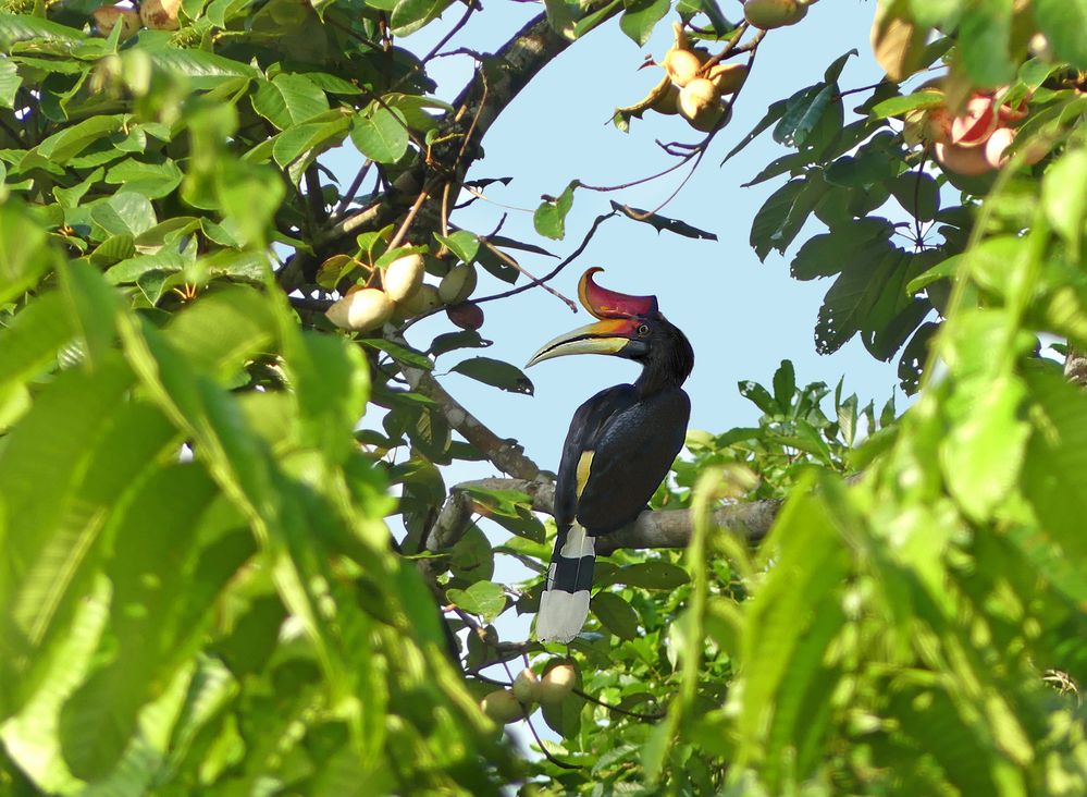 Nashornbill