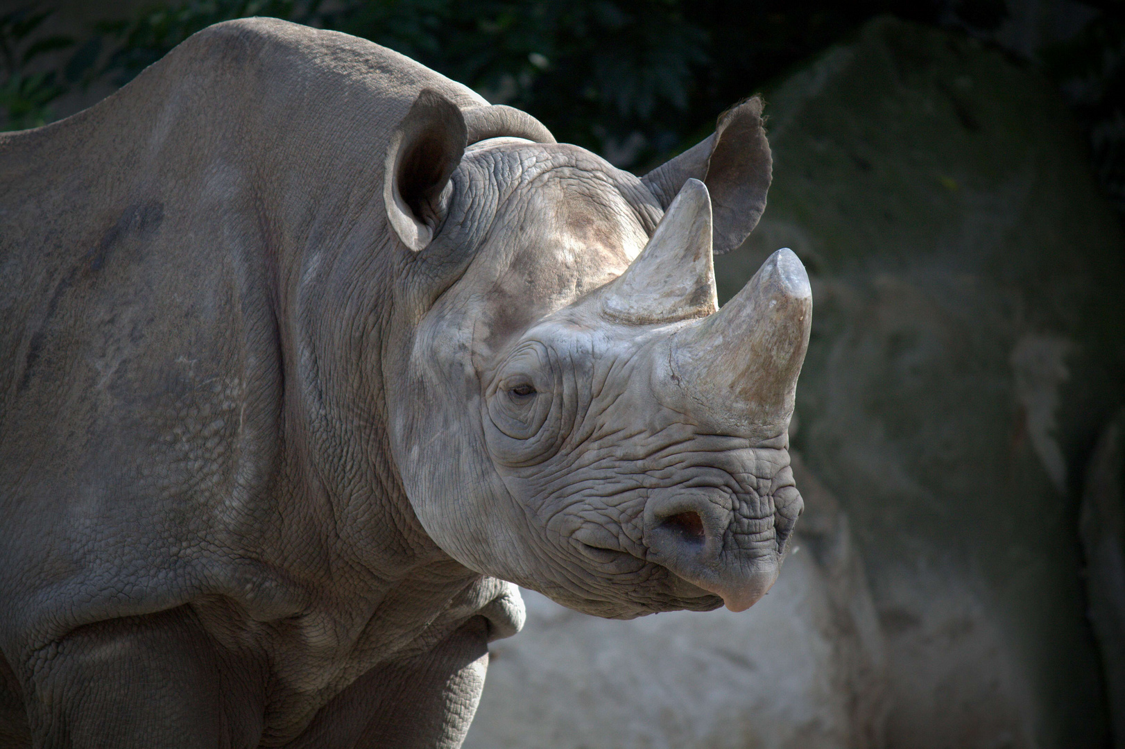 Nashorndame Zoo Krefeld