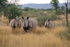 Nashornfamilie auf der OKAMBARA