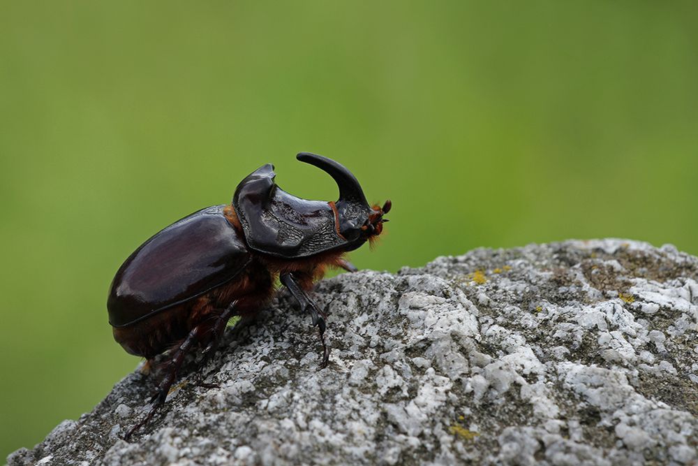 Nashornkäfer Foto & Bild tiere, wildlife, insekten Bilder auf