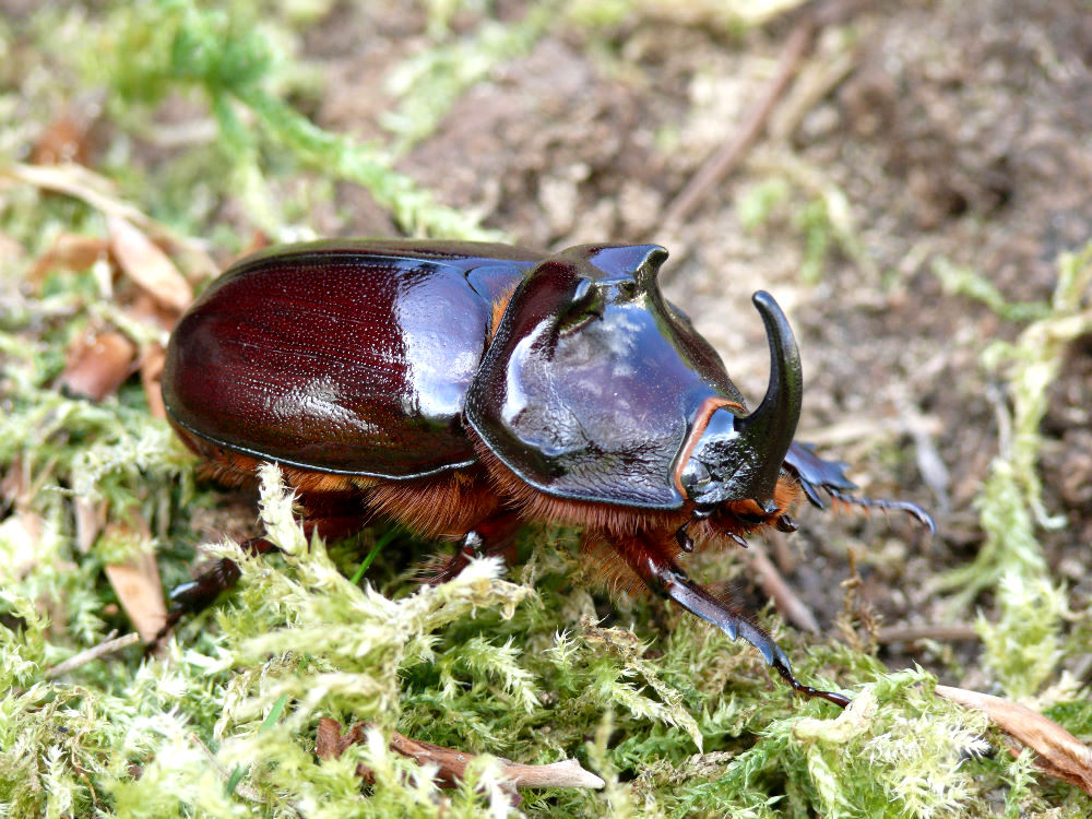 Nashornkäfer