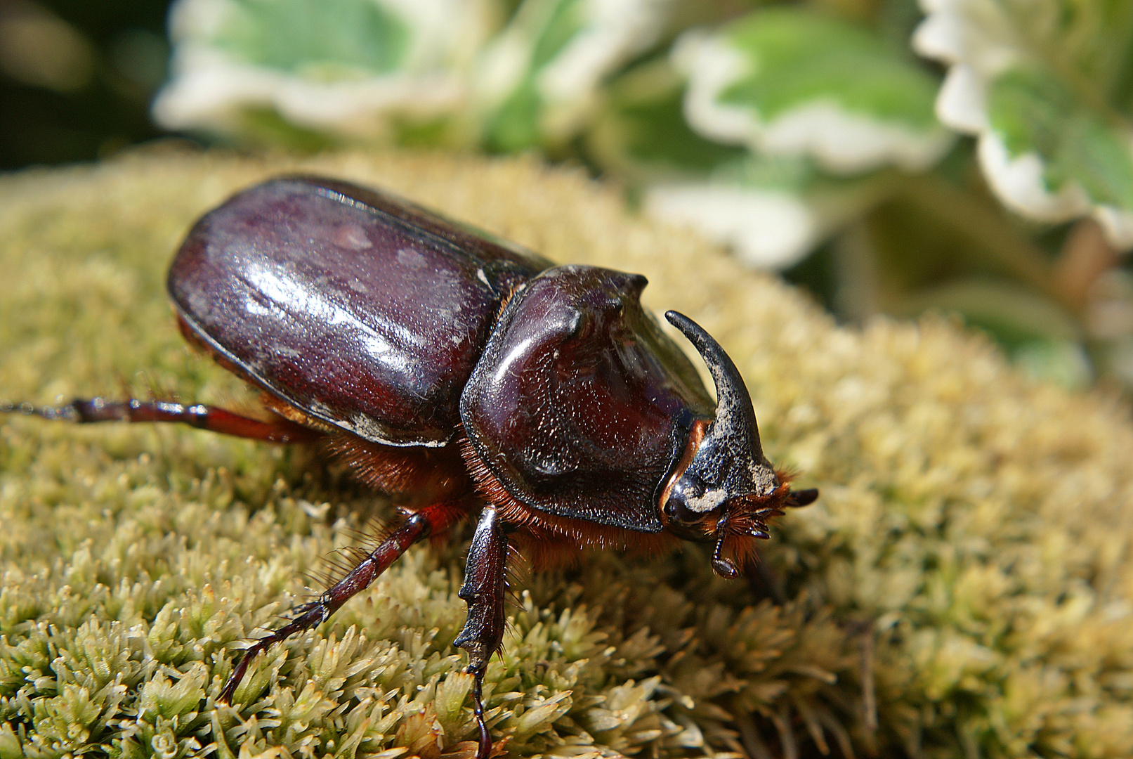 Nashornkäfer